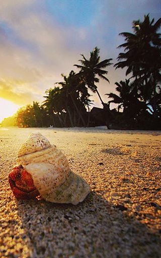 Sunset on a secluded beach. Sand, palm trees and a crab on its shell.