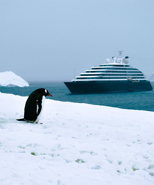 Antarctica_Cruise_Emperor_Penguin
