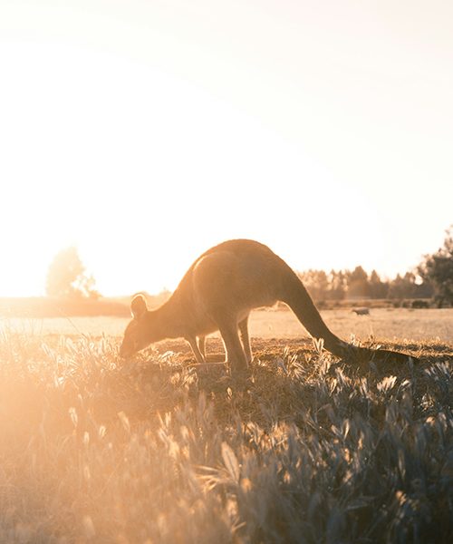 Australia_kangaroos