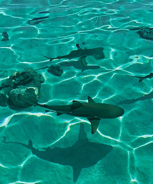 Bora_Bora_resort_sharks_sea
