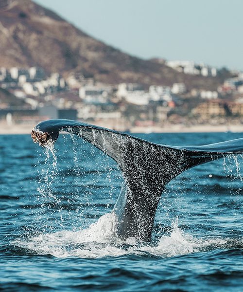 Cabo_San_Lucas_Los_cabos_Mexico_whale_watching