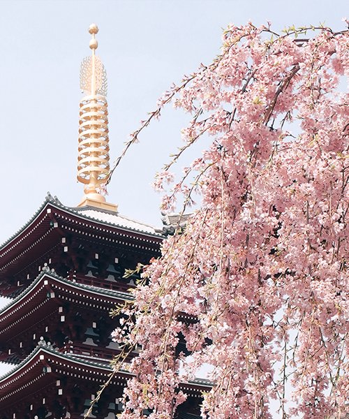 Cherry_Blossom_Hike_Temple