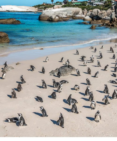 East Coast-South Africa 1-Penguins beach
