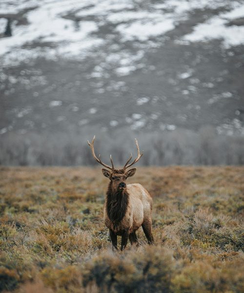 Jackson Hole_Wyoming_USA_Excursion_Moose Refuge
