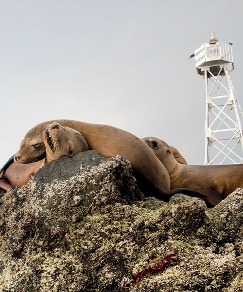 La Paz_Mexico_Swimmig with sea lions La Paz_Mexico_Swimmig with sea lions
