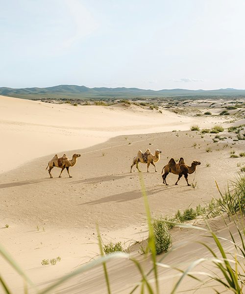 Mongolia_camels