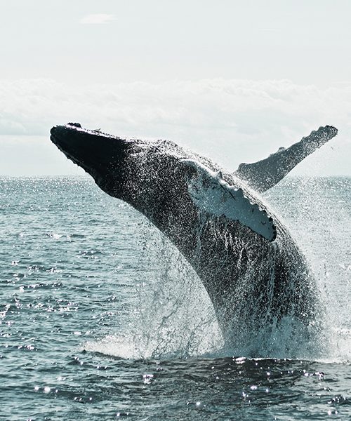Newport_Beach_California_Whales_whatching