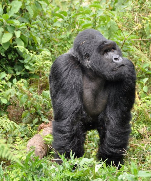 Rwanda_ trek _gorillasl