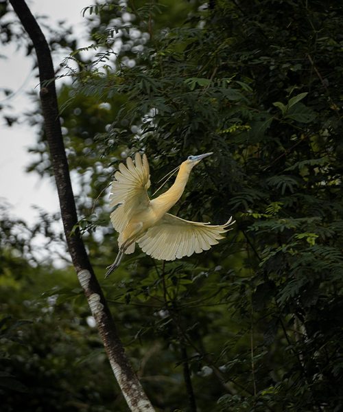 The Peruvian Amazon_Zoo The Peruvian Amazon_Zoo