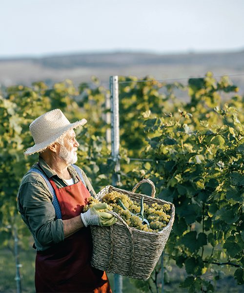 Vineyards_ Winegrowing_ForestTravel