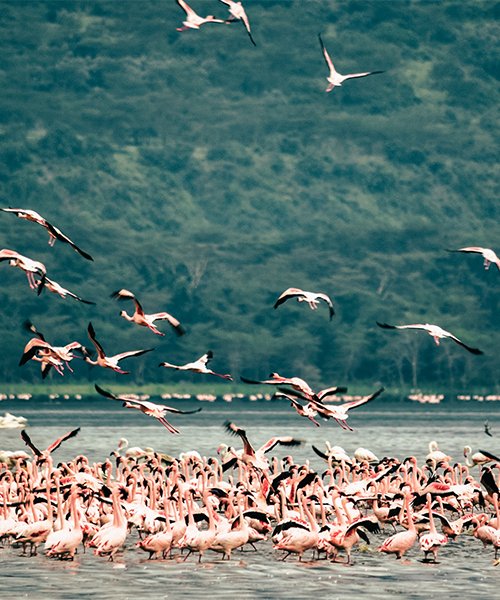 kenya_Nairobi_Lake_Nakuru_National_Park