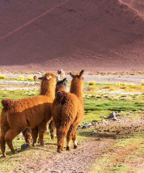 Llama in Argentina