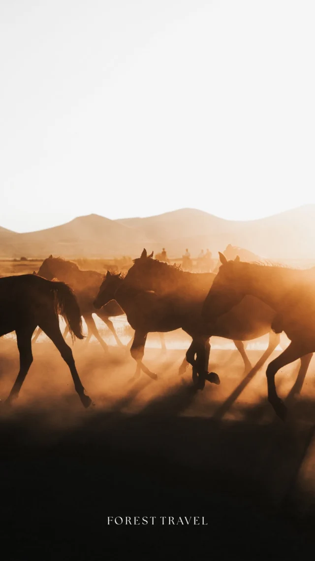 By dawn: Gallop across steppes where Genghis Khan’s army once rode

By dusk: Sip champagne in your heated designer ger as eagle hunters share ancestral tales

By midnight: The Milky Way becomes your private light show

📍 Tag your partner-in-adventure

#luxurytravels #mongolia #nomadlifestyle #adventure #travelphotography #wildernessluxury #exclusivetraveler #culturalexperience #travelgoal #wanderlust